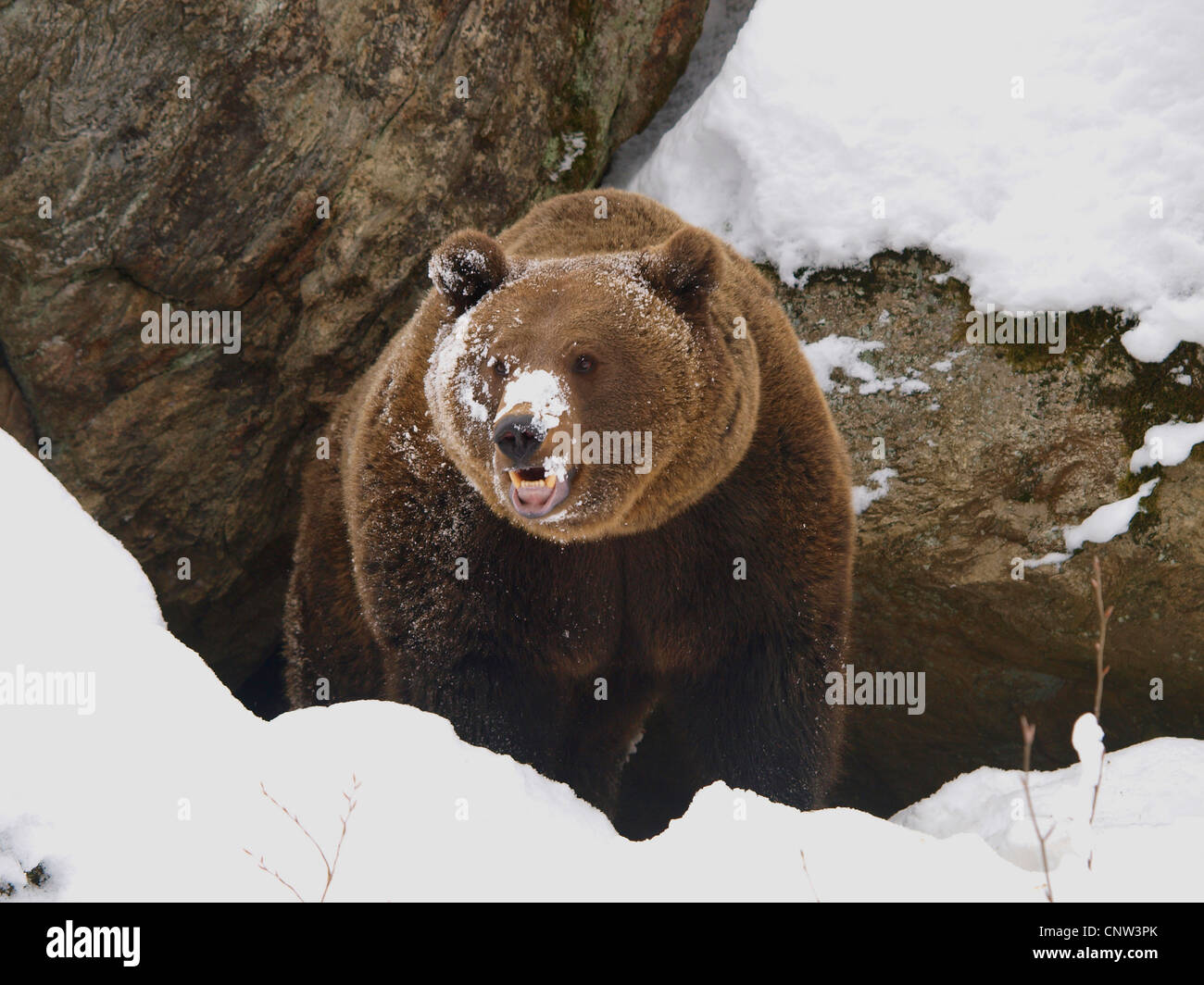 L'orso bruno (Ursus arctos), in inverno, in Germania, in Baviera, il Parco Nazionale della Foresta Bavarese Foto Stock