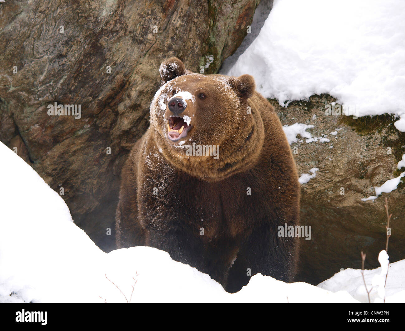 L'orso bruno (Ursus arctos), in inverno, in Germania, in Baviera, il Parco Nazionale della Foresta Bavarese Foto Stock