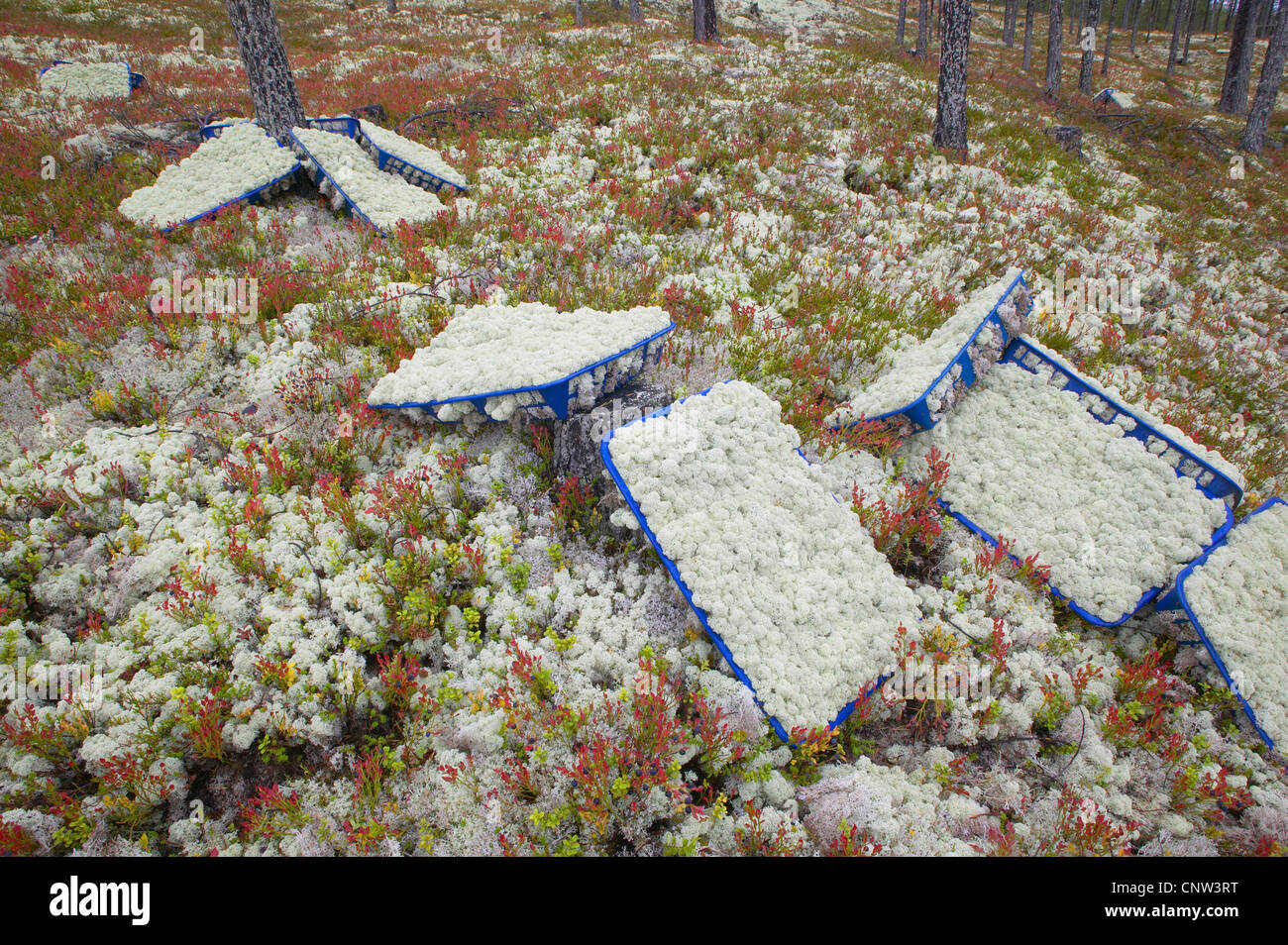 Renne, licheni delle renne, Caribou Coffee Company moss (Cladonia rangiferina), cesti di licheni raccolti dal suolo della foresta destinati al mercato fioristi, Norvegia, Hedmark Foto Stock