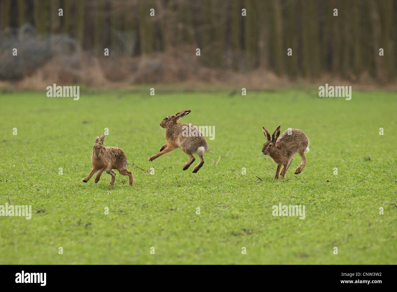 Unione lepre (Lepus europaeus), il comportamento di accoppiamento, Austria, Neusiedler See Parco Nazionale Foto Stock