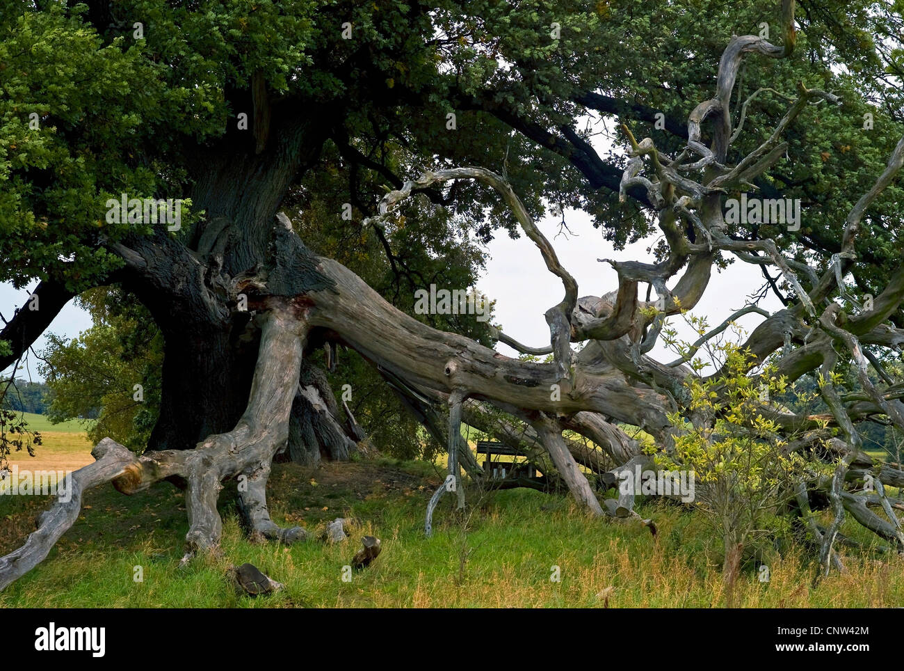 Comune di Quercia farnia, farnia (Quercus robur), almeno 700 anni Suckow famoso Oak, Germania, Meclemburgo-Pomerania, Usedom, Suckow Foto Stock