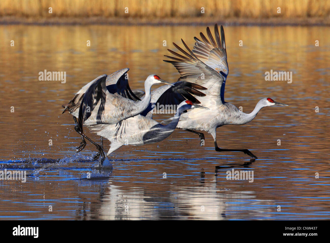 Sandhill gru (Grus canadensis), tre individui di decollare, USA, New Mexico, Bosque del Apache National Wildlife Refuge Foto Stock