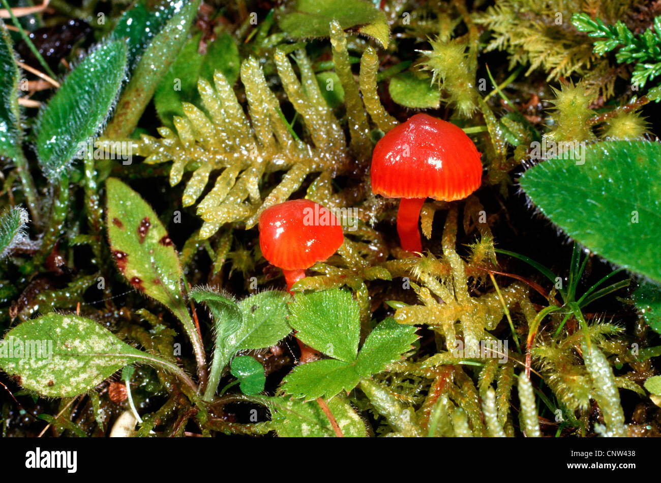 Vermiglio waxcap (Hygrocybe miniata), tra moss, Germania Foto Stock