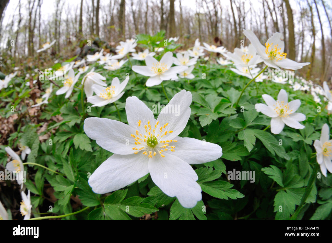 Legno (anemone Anemone nemorosa ,), fiori bianchi di legno anemone in primavera , Germania Foto Stock