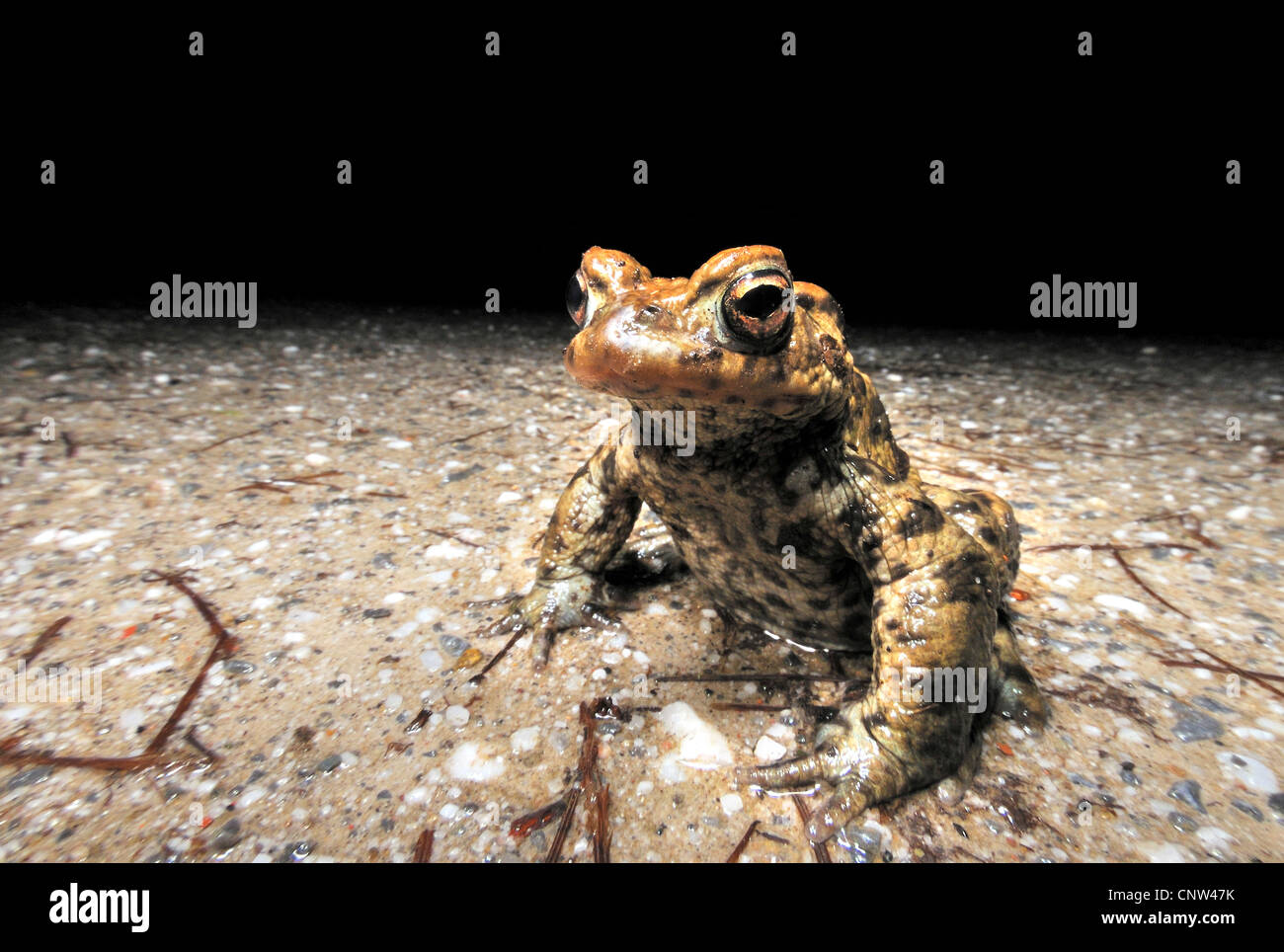 Il rospo comune (Bufo bufo), maschio Foto Stock