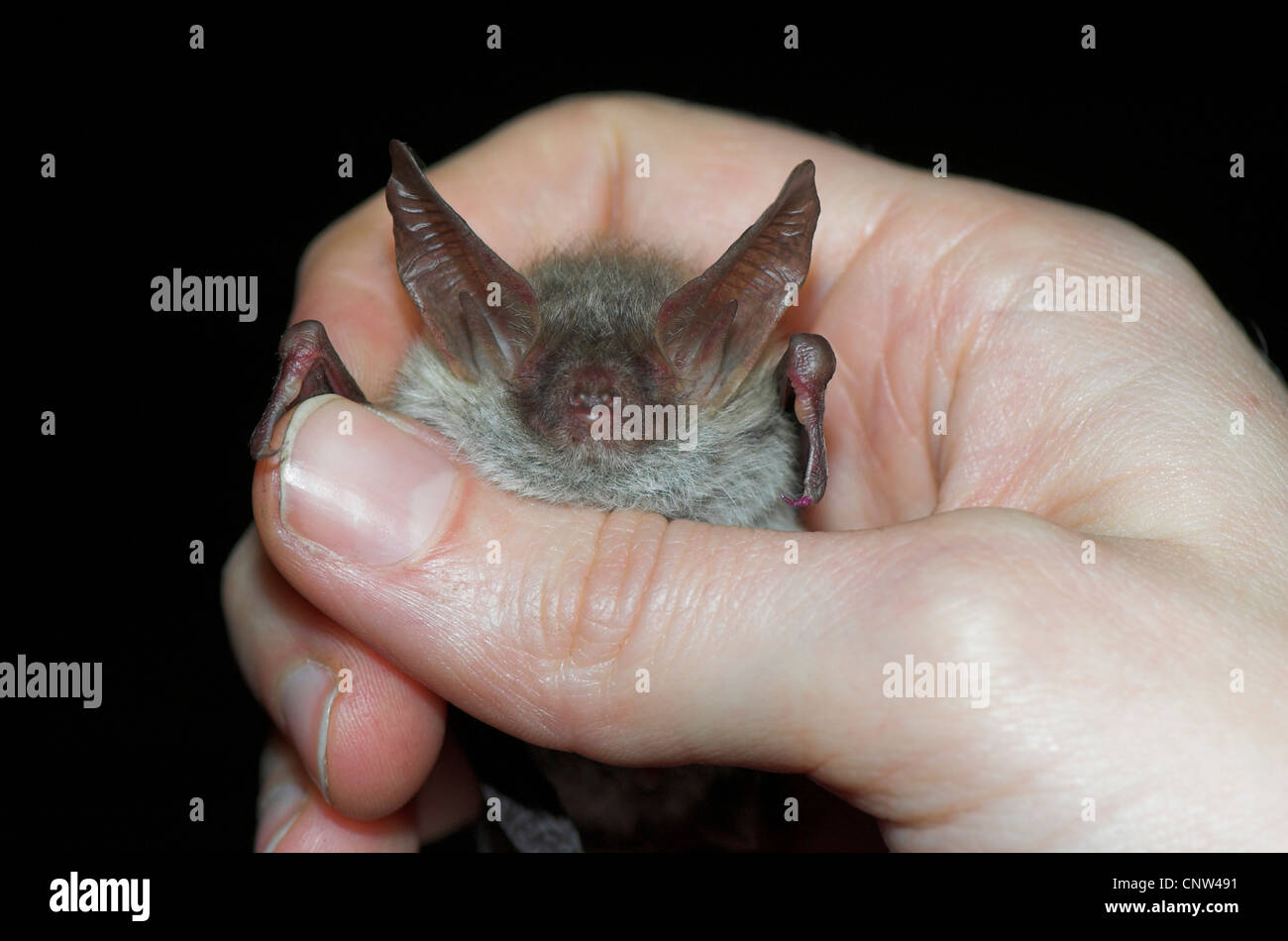 Bat (Chirotteri), in una mano Foto Stock