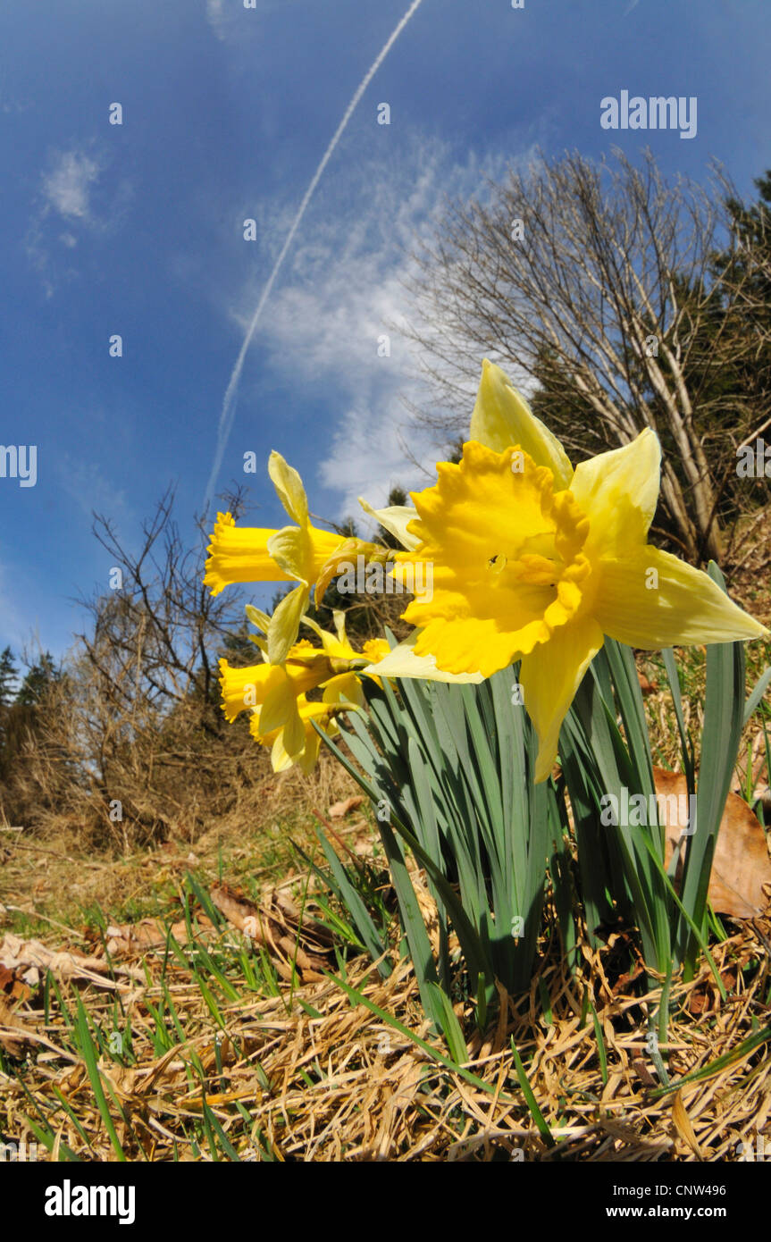Daffodil comune (Narcissus pseudonarcissus), piante selvatiche che fiorisce in un prato, in Germania, in Renania settentrionale-Vestfalia, Eifel Foto Stock