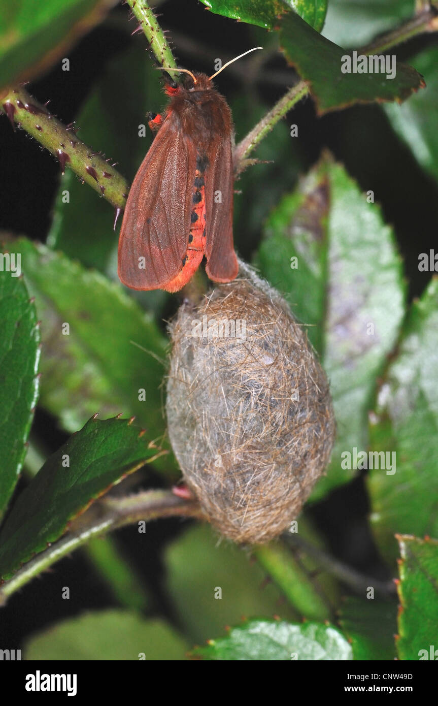 Ruby tiger (Phragmatobia fuliginosa), su un gambo con il suo bozzolo, Germania Foto Stock