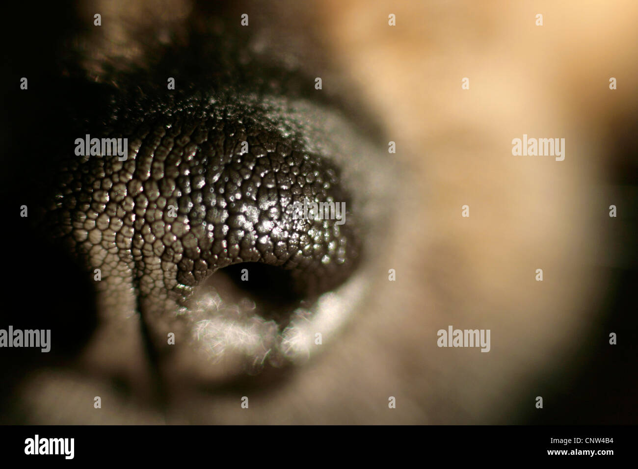 Razza cane (Canis lupus f. familiaris), cane del naso Foto Stock