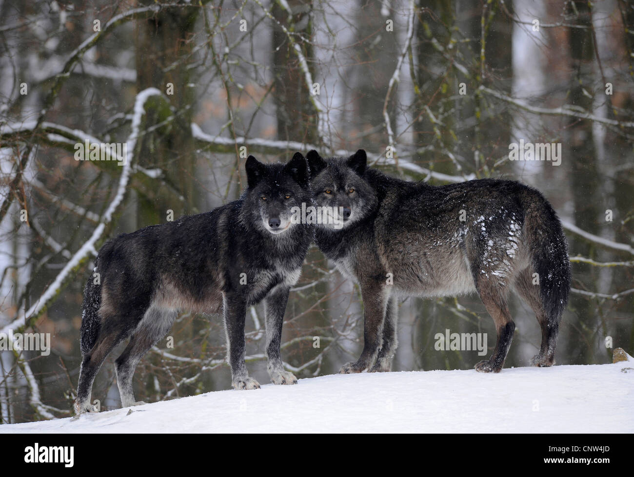 Legname lupo (Canis lupus lycaon), al nero individui Foto Stock