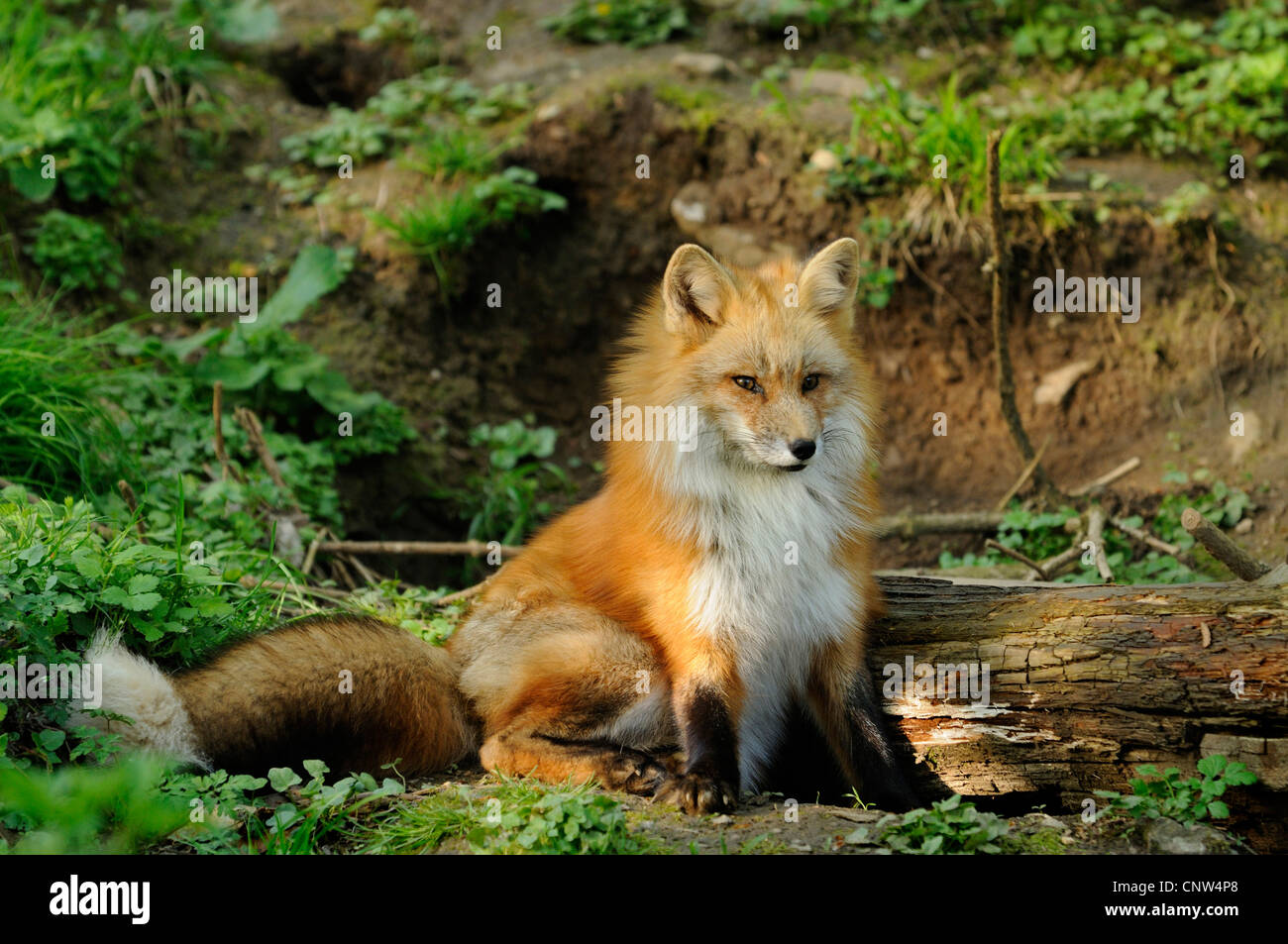 Red Fox (Vulpes vulpes vulpes), Fox nella parte anteriore del suo' den, Germania Foto Stock