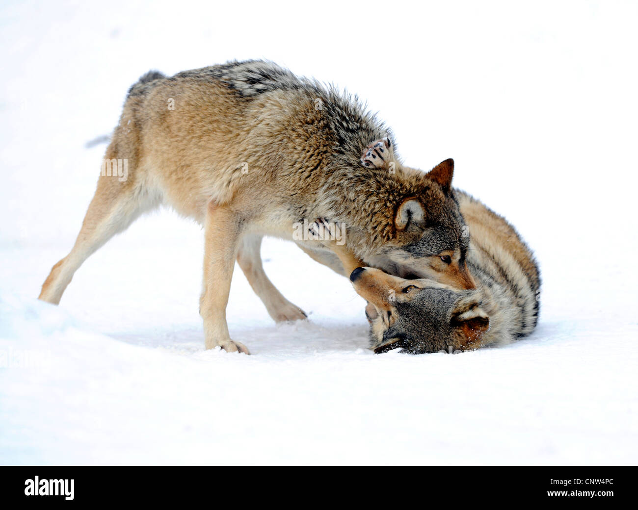 Legname lupo (Canis lupus lycaon), la forza della concorrenza, Germania Foto Stock