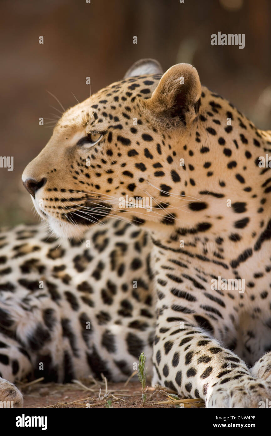 Amur leopard (Panthera pardus orientalis), ritratto, Namibia, l'Okonjima Foto Stock