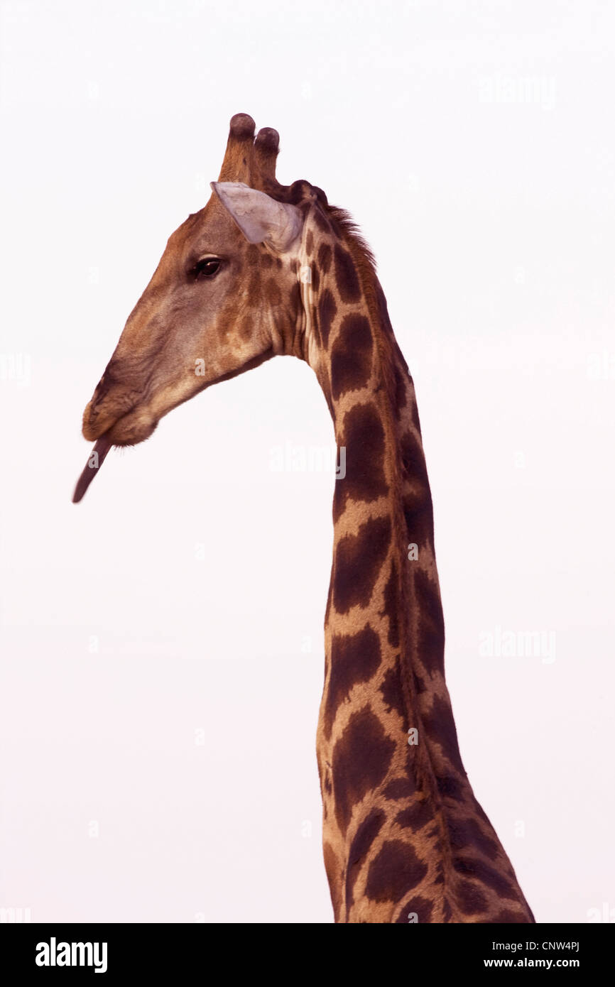Giraffa angolano, Smoky giraffe (Giraffa camelopardalis angolensis), dover praticare la lingua di fuori, Namibia, Parco Nazionale Etosha Foto Stock