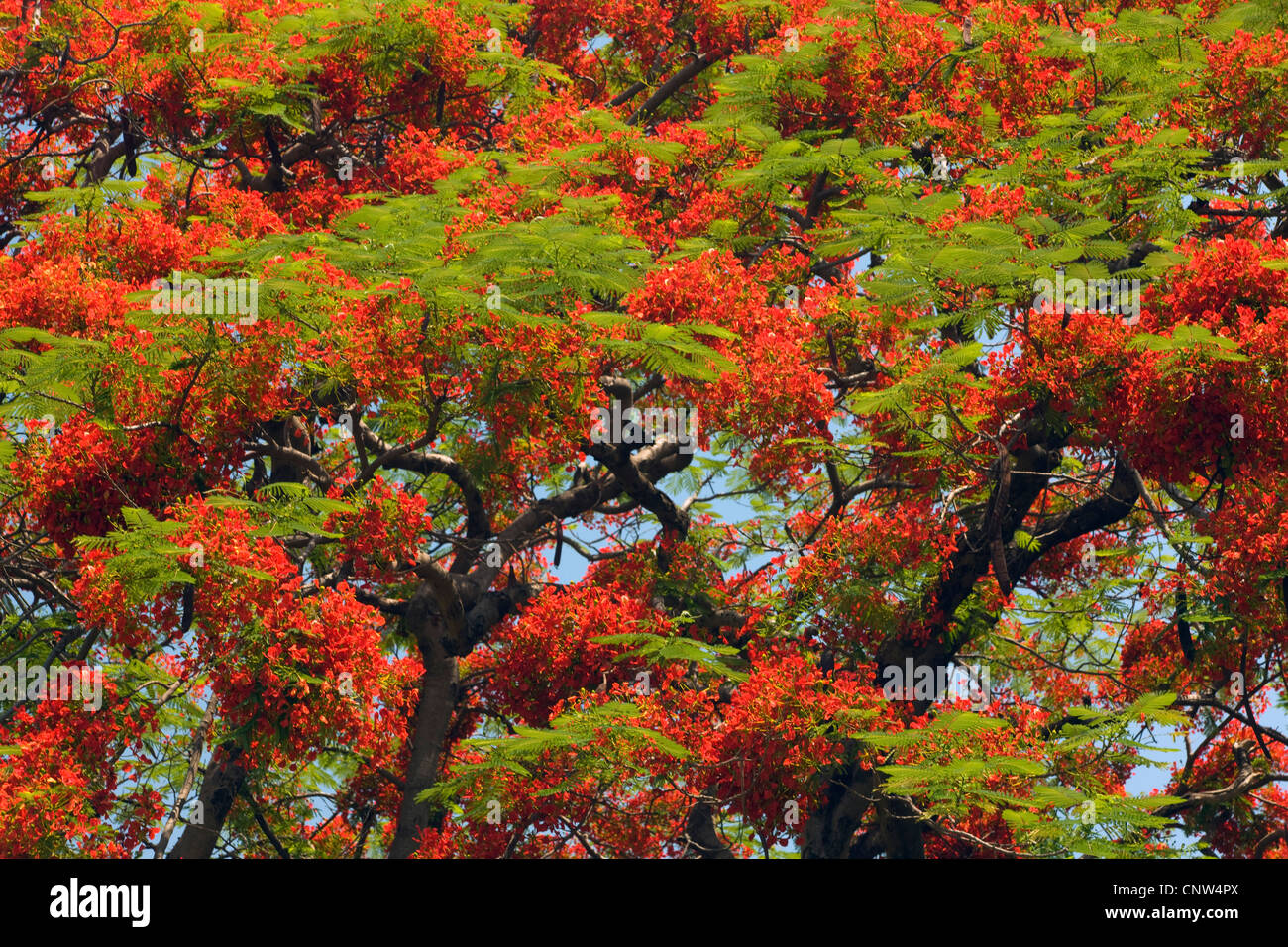 Royal Poinciana, fiammeggiante, Flame Tree (Delonix regia), fioritura fiamma-tree , Zimbabwe, Victoria Falls National Park Foto Stock