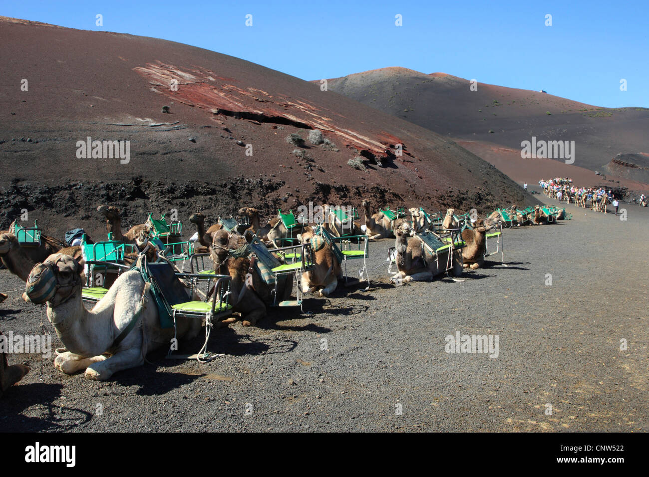 Dromedario, one-humped camel (Camelus dromedarius), dromedario nel Parco Nazionale Timanfaya su Lanzarote isole Canarie Lanzarote, Parco Nazionale di Timanfaya Foto Stock