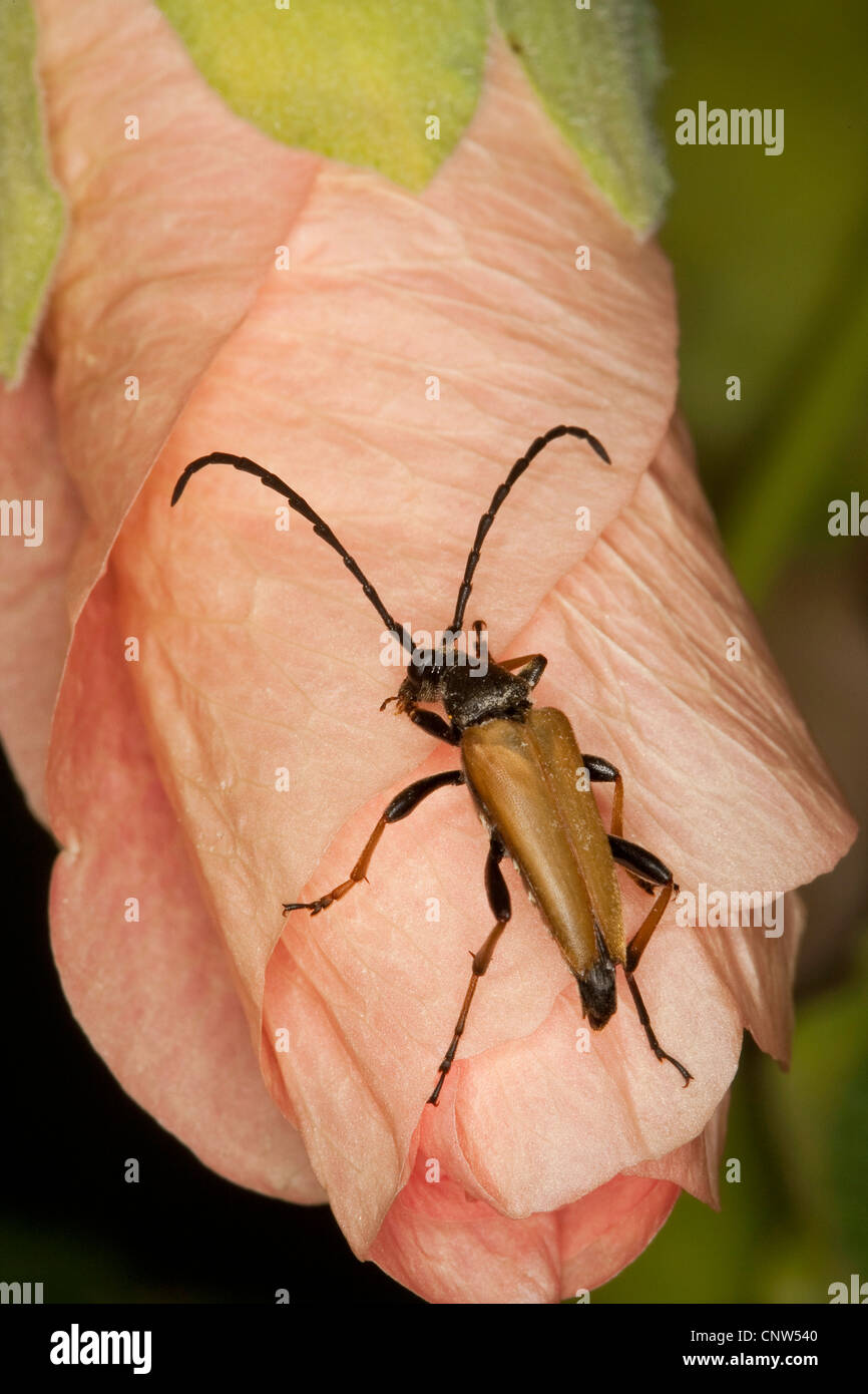 Red Longhorn Beetle (Anoplodera rubra, Stictoleptura rubra, Leptura rubra, Corymbia rubra, Aredolpona rubra), maschio su flowerbud di un comune Hollyhock, Germania Foto Stock