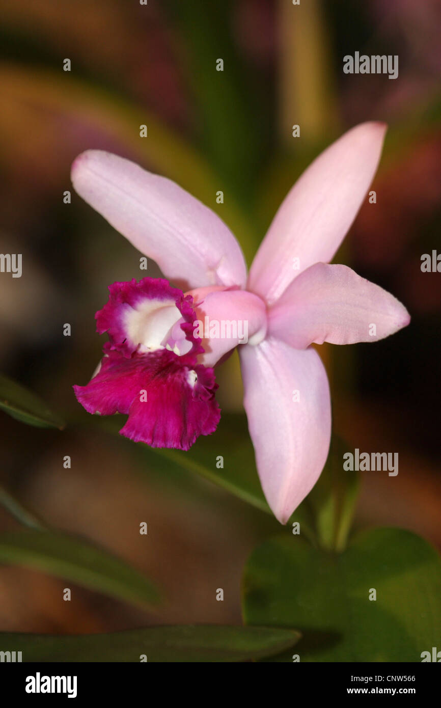 Cattleya orchid (Cattleya), fioritura Foto Stock