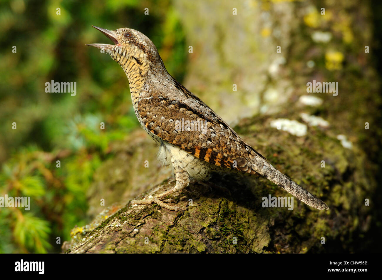 Northern spasmodico (Jynx torquilla), seduto su un ramo, GERMANIA Baden-Wuerttemberg Foto Stock