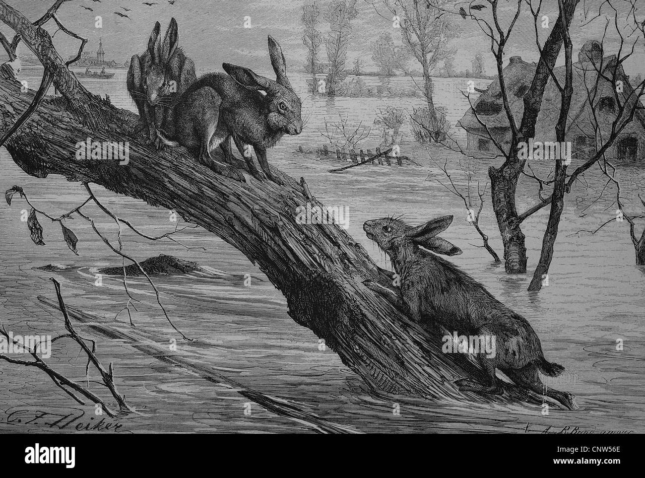 Lepri che cercano rifugio sul tronco di un albero durante un'alluvione, storica incisione, 1880 Foto Stock