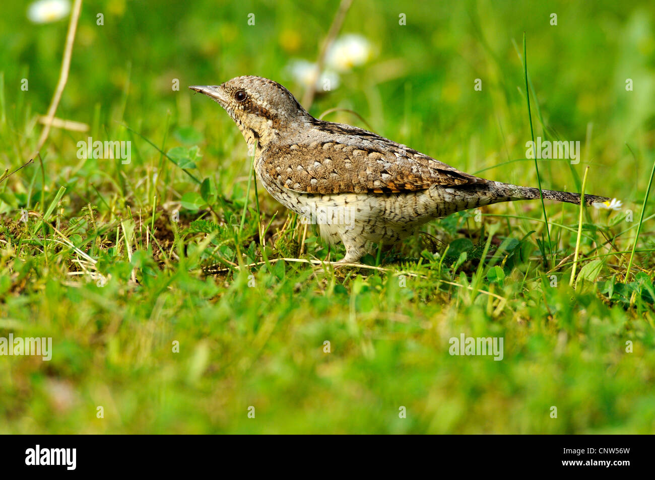 Northern spasmodico (Jynx torquilla), seduta in erba, GERMANIA Baden-Wuerttemberg Foto Stock