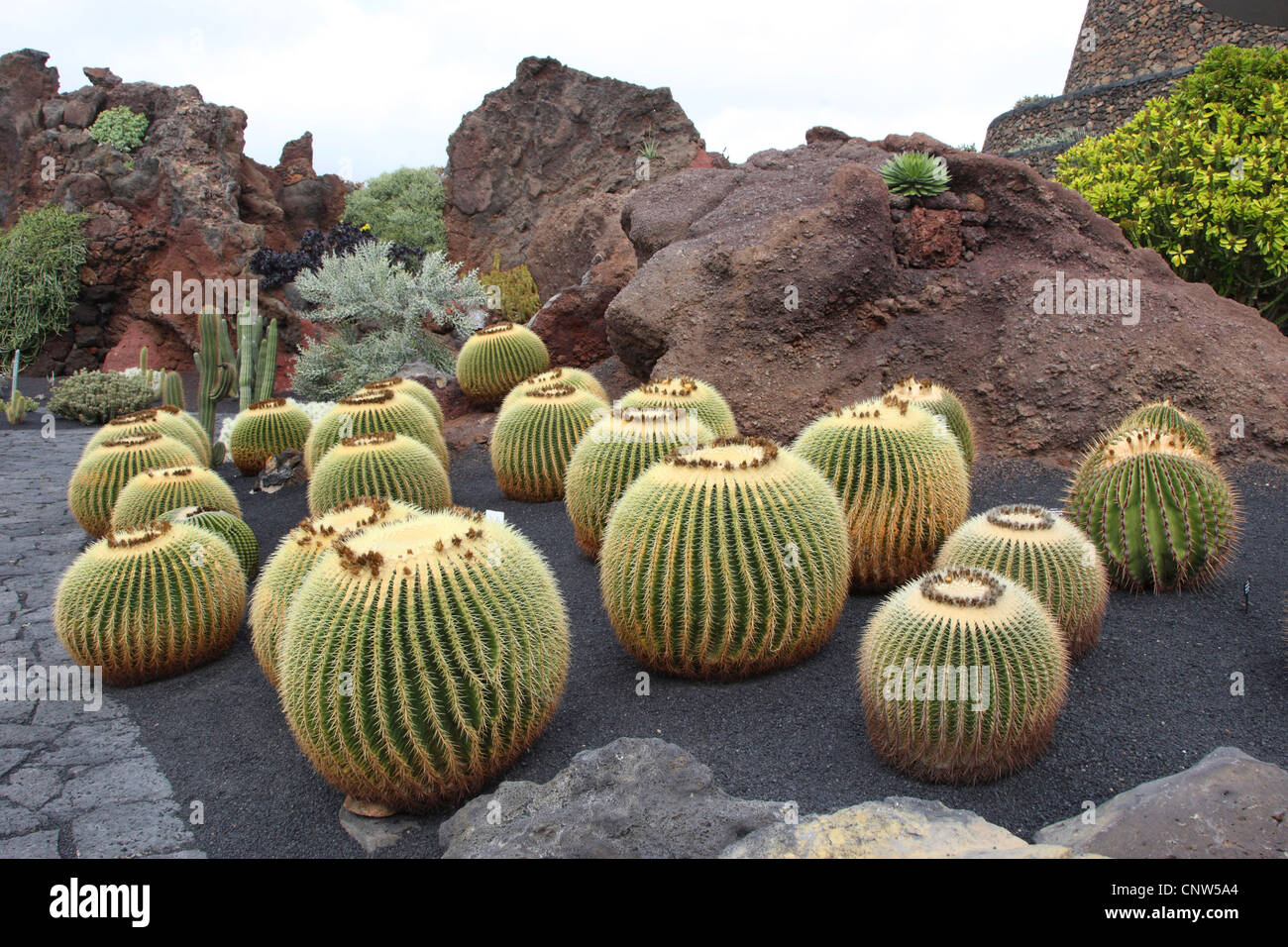 Barrel cactus (Echinocactus grusonii), in un giardino di cactus su Lanzaote, Isole Canarie Lanzarote Foto Stock
