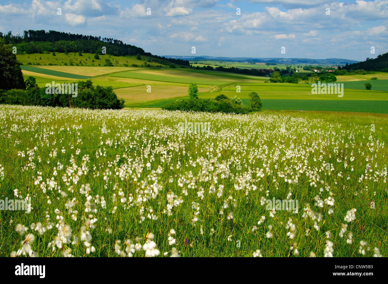 Di latifoglie di cotone erba (Eriophorum latifolium), cotone erba prato, in Germania, in Baviera, Niederaltheim Foto Stock
