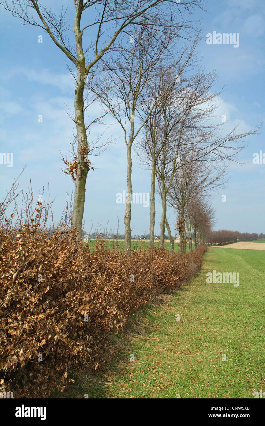 Comune di faggio (Fagus sylvatica), hedge in aprile, in Germania, in Renania settentrionale-Vestfalia, Nordeifel Foto Stock