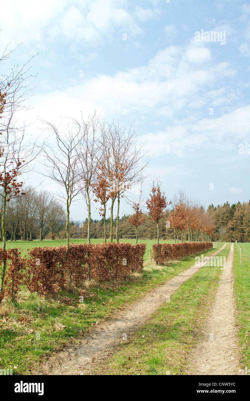 Comune di faggio (Fagus sylvatica), hedge in aprile, in Germania, in Renania settentrionale-Vestfalia, Nordeifel Foto Stock