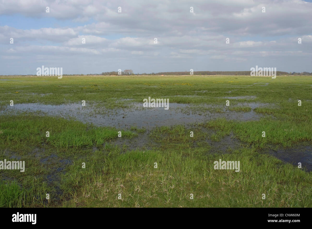 Marsh meadow, Germania Foto Stock