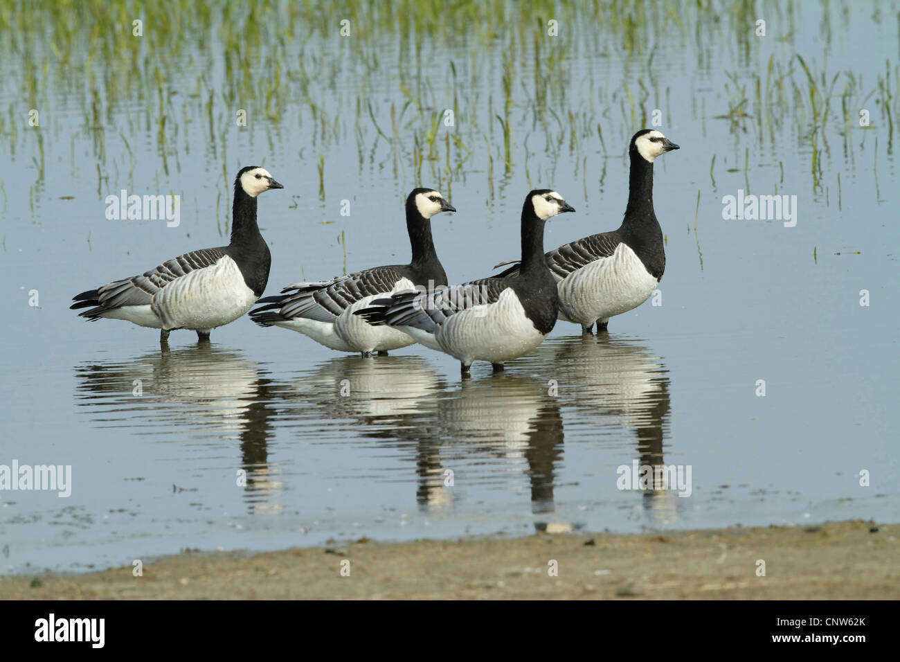 Barnacle goose (Branta leucopsis), quattro uccelli in piedi in acqua poco profonda in un lago, Germania Foto Stock