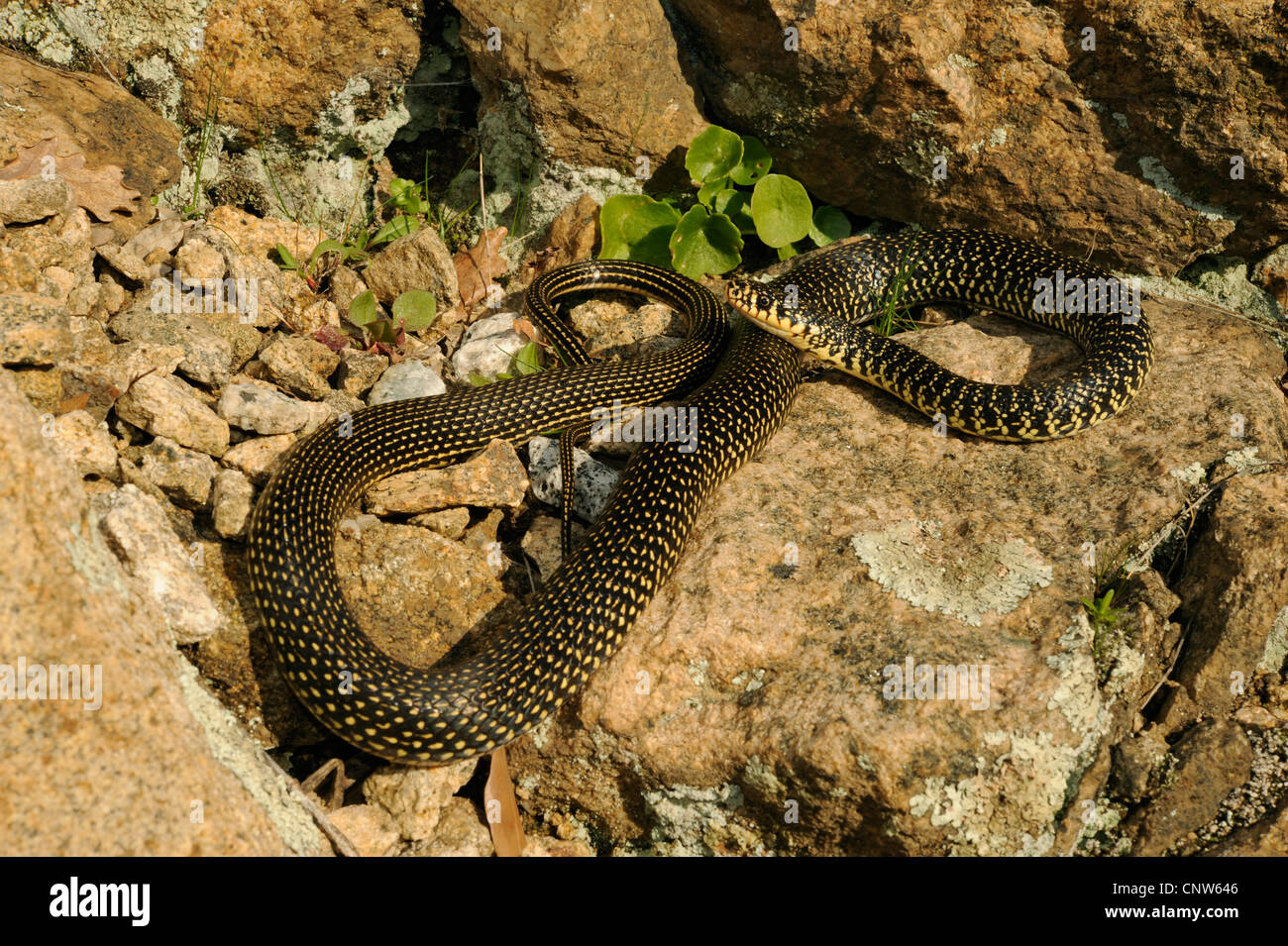 Unione frusta snake, dell'Europa occidentale frusta snake, verde scuro e  whipsnake (Coluber viridiflavus, Hierophis viridiflavus ), su roccia,  Italia Sardegna Foto stock - Alamy