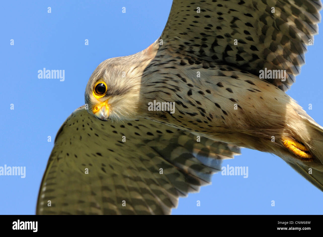 Comune di gheppio (Falco tinnunculus), volare, Germania Foto Stock