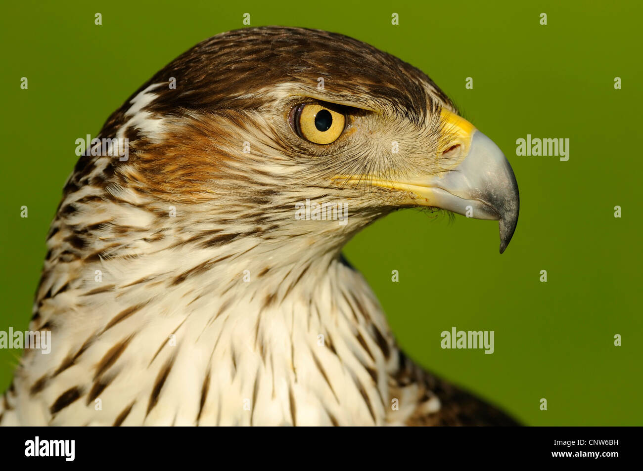 L'aquila del bonelli (Hieraaetus fasciatus), Femmina il ritratto, Spagna Foto Stock