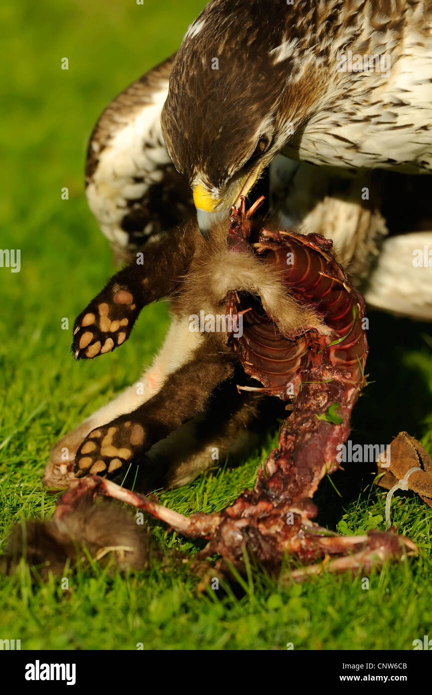 L'aquila del bonelli (Hieraaetus fasciatus), alimentazione sulla preda faina, Spagna Foto Stock