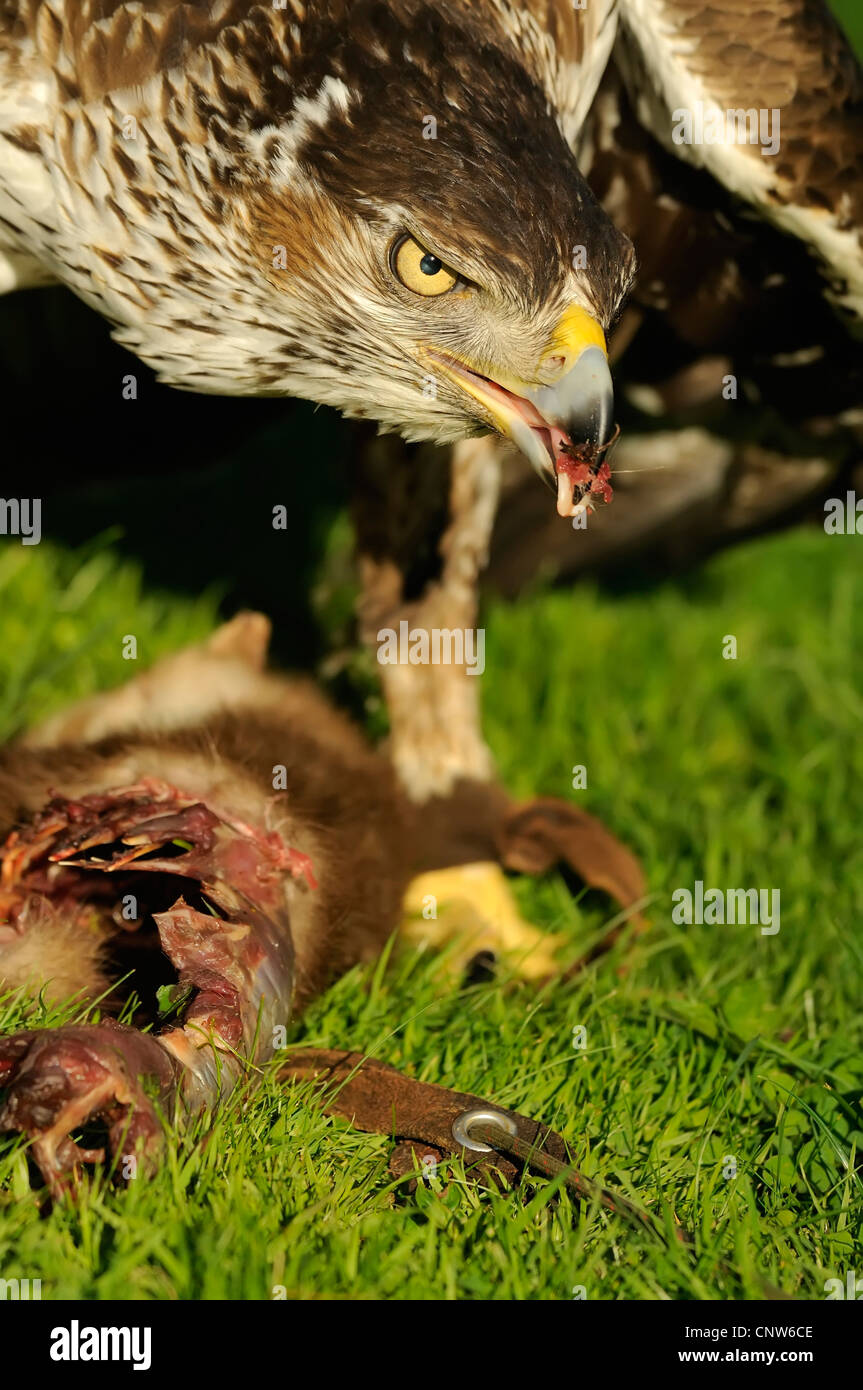 L'aquila del bonelli (Hieraaetus fasciatus), alimentazione sulla preda faina, Spagna Foto Stock