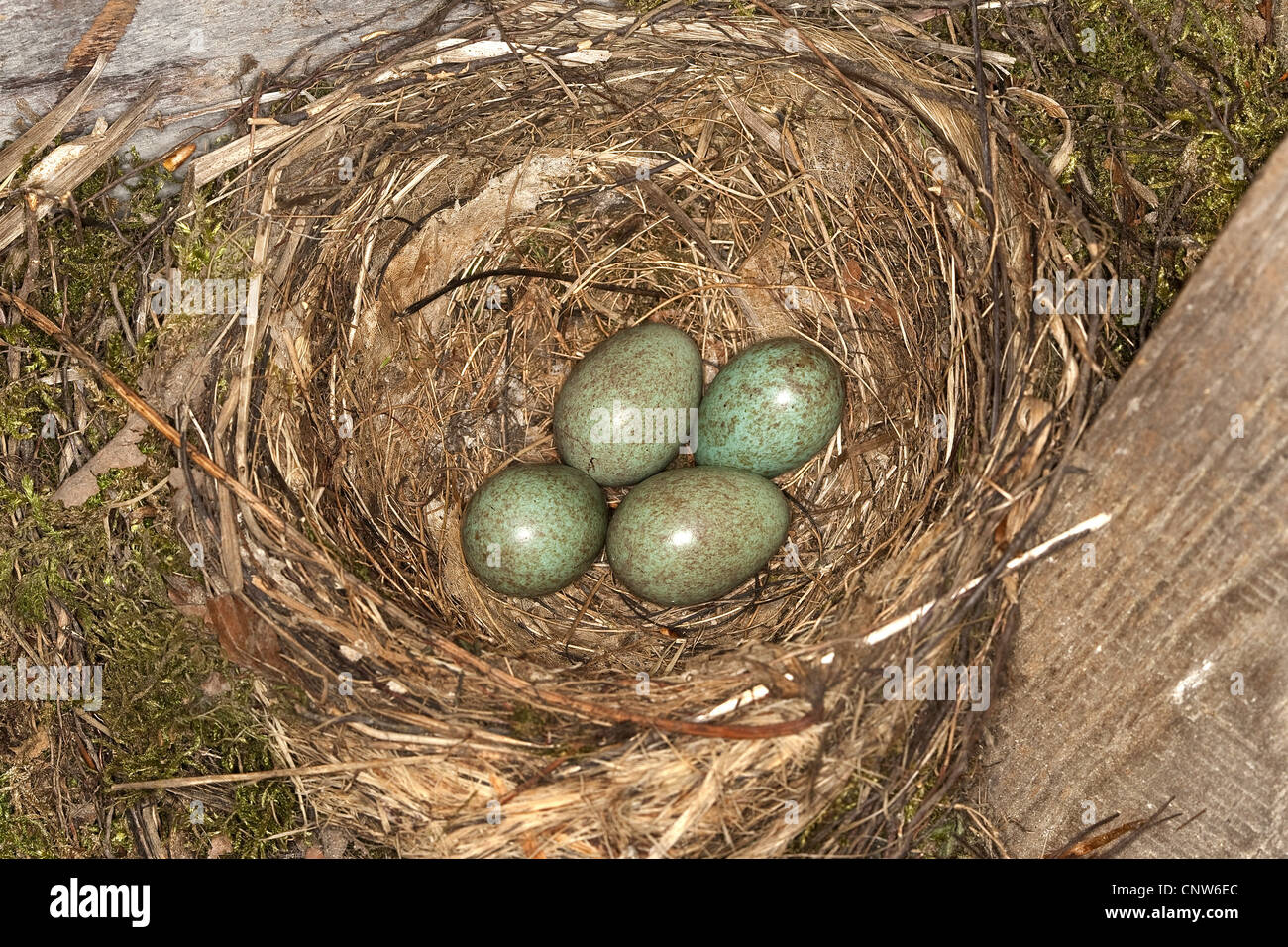 Merlo (Turdus merula), nido con uova, Germania Foto Stock