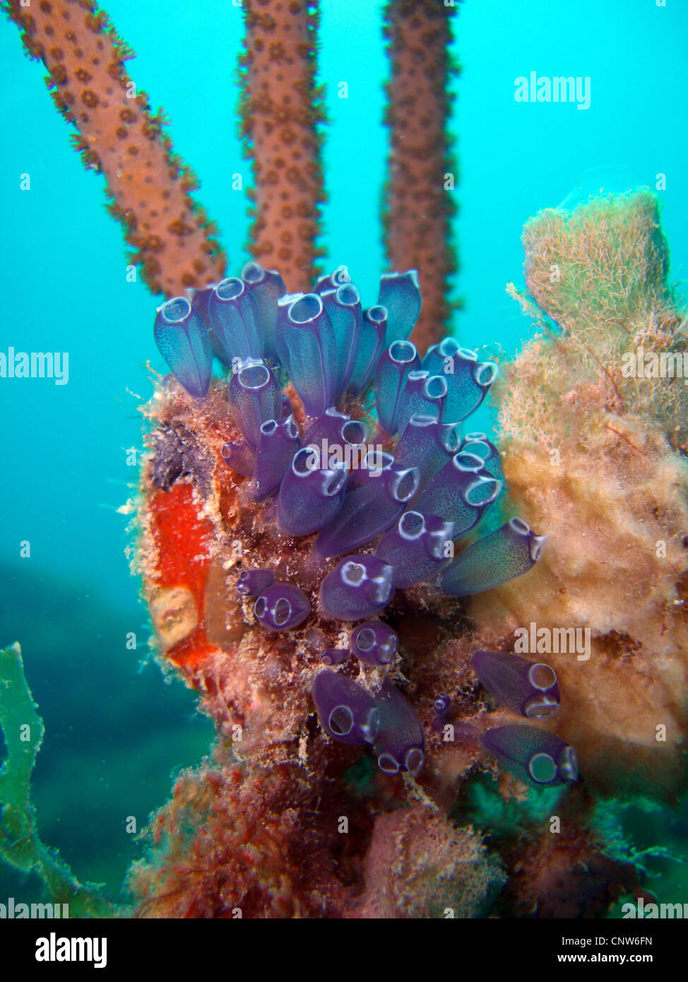 Blue Bell Tunicate (Clavelina puertosecensis), laterale, Repubblica Dominicana, La Romana, Bayahibe Foto Stock