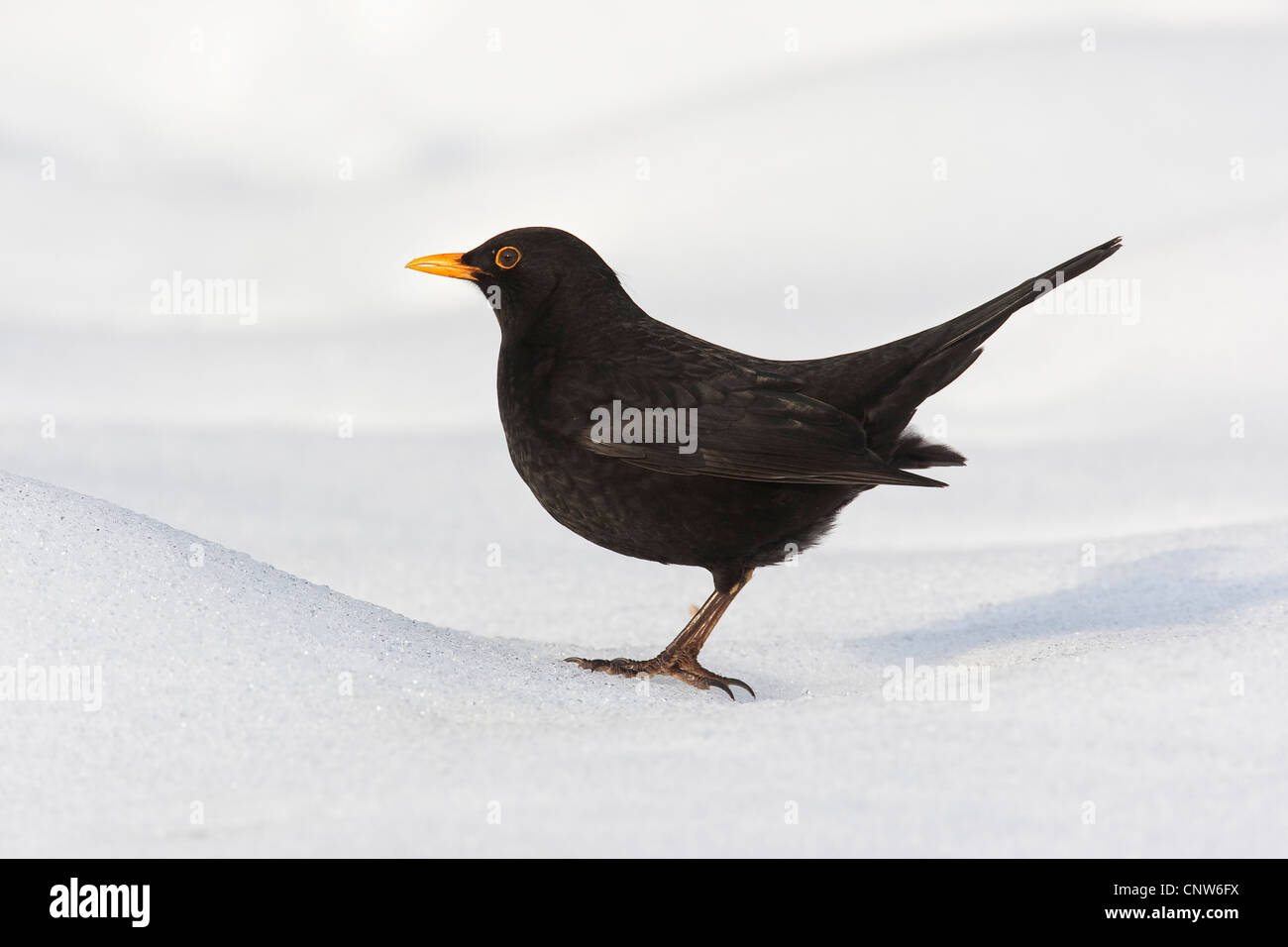 Merlo (Turdus merula), maschio, Germania Foto Stock