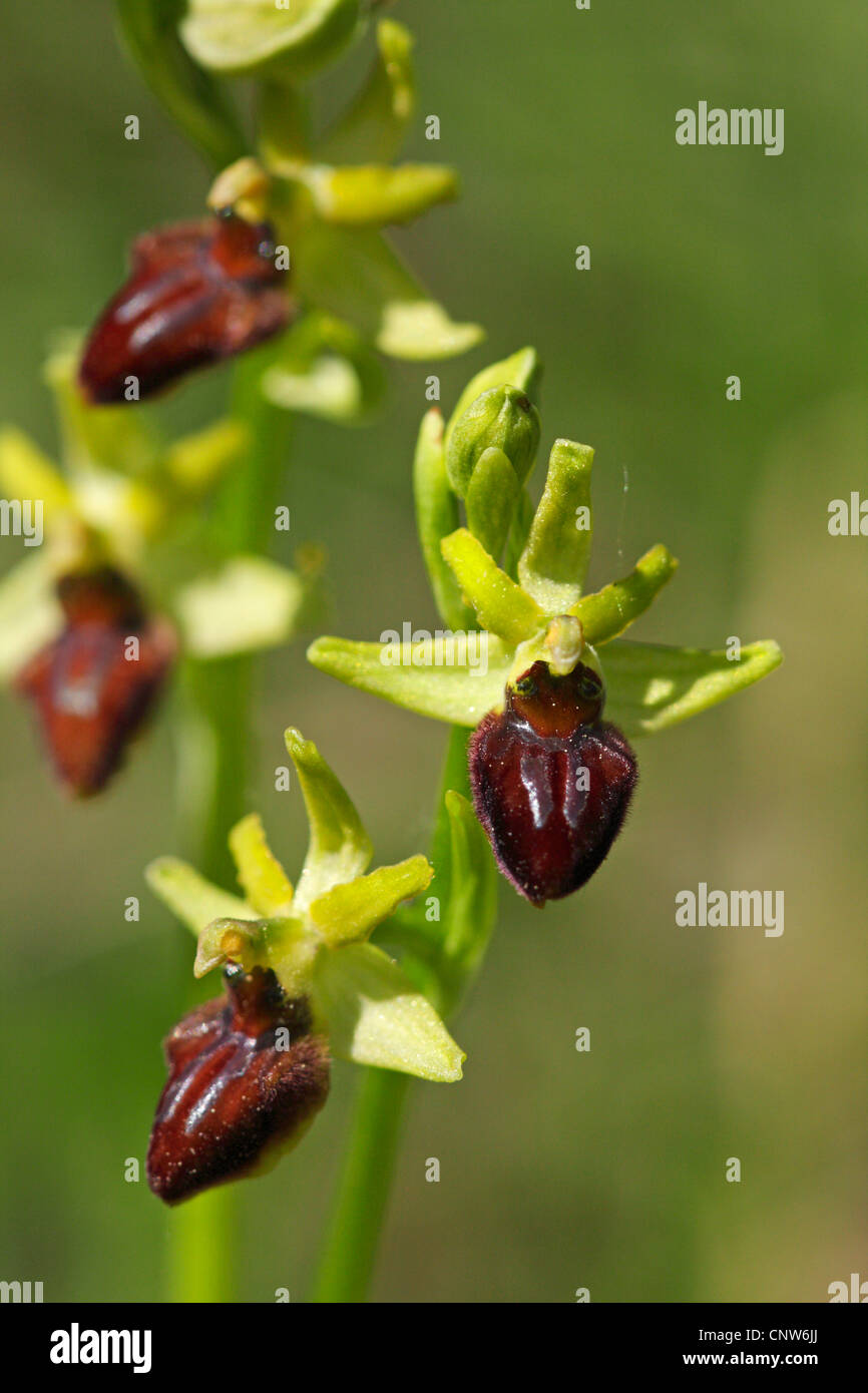 Inizio spider-ORCHIDEA (Ophrys sphegodes), fioritura, GERMANIA Baden-Wuerttemberg Foto Stock