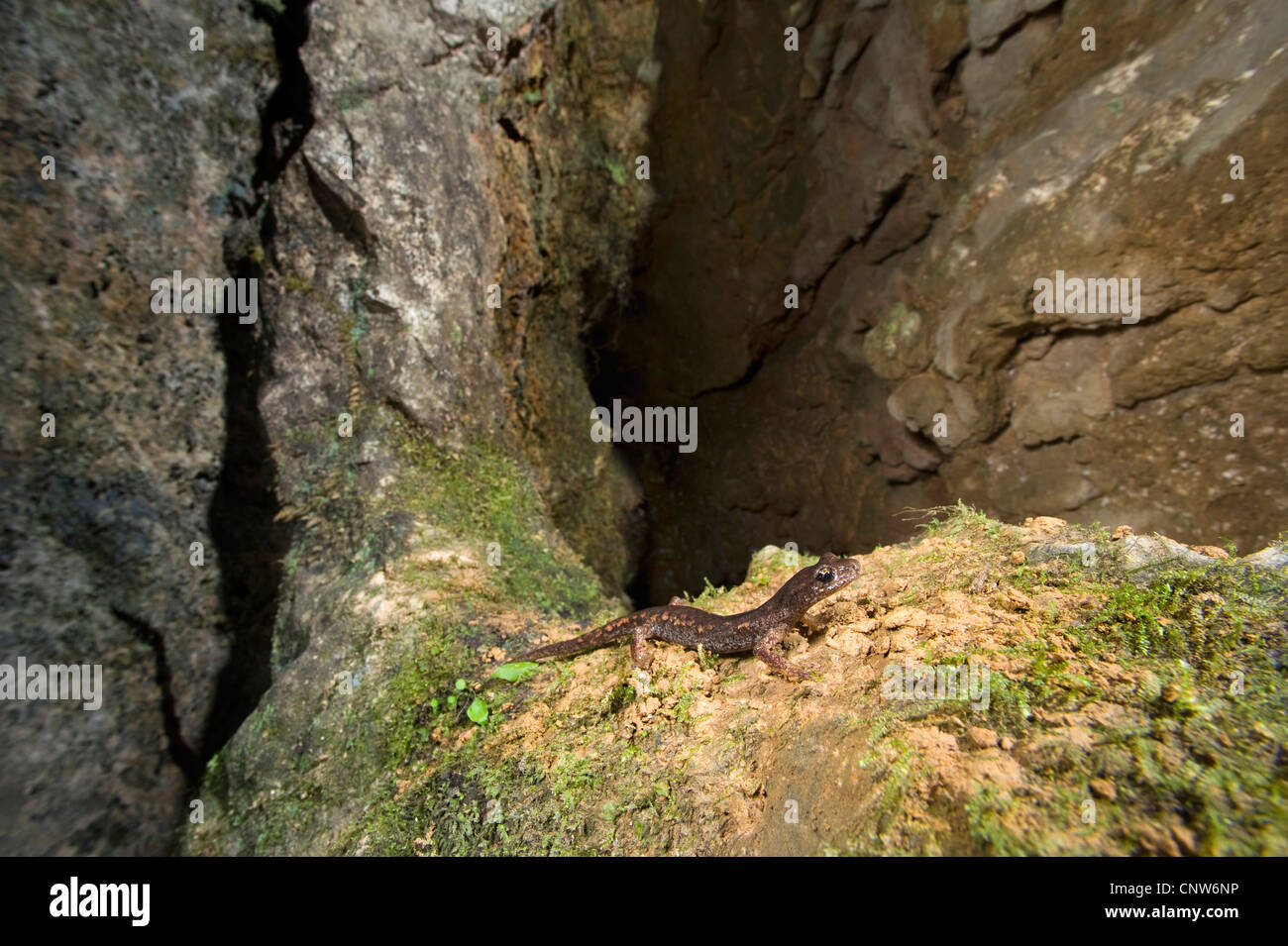 Ambrosi's Cave Salamander, grotta francese Salamander, Spezia Salamandra grotta (Speleomantes ambrosii, Hydromantes ambrosii ), in una grotta, Italia, Liguria Foto Stock