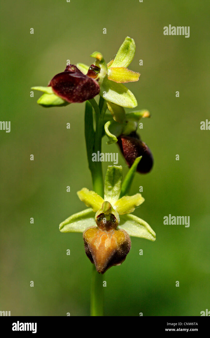 Inizio spider-ORCHIDEA (Ophrys sphegodes), fioritura, GERMANIA Baden-Wuerttemberg Foto Stock