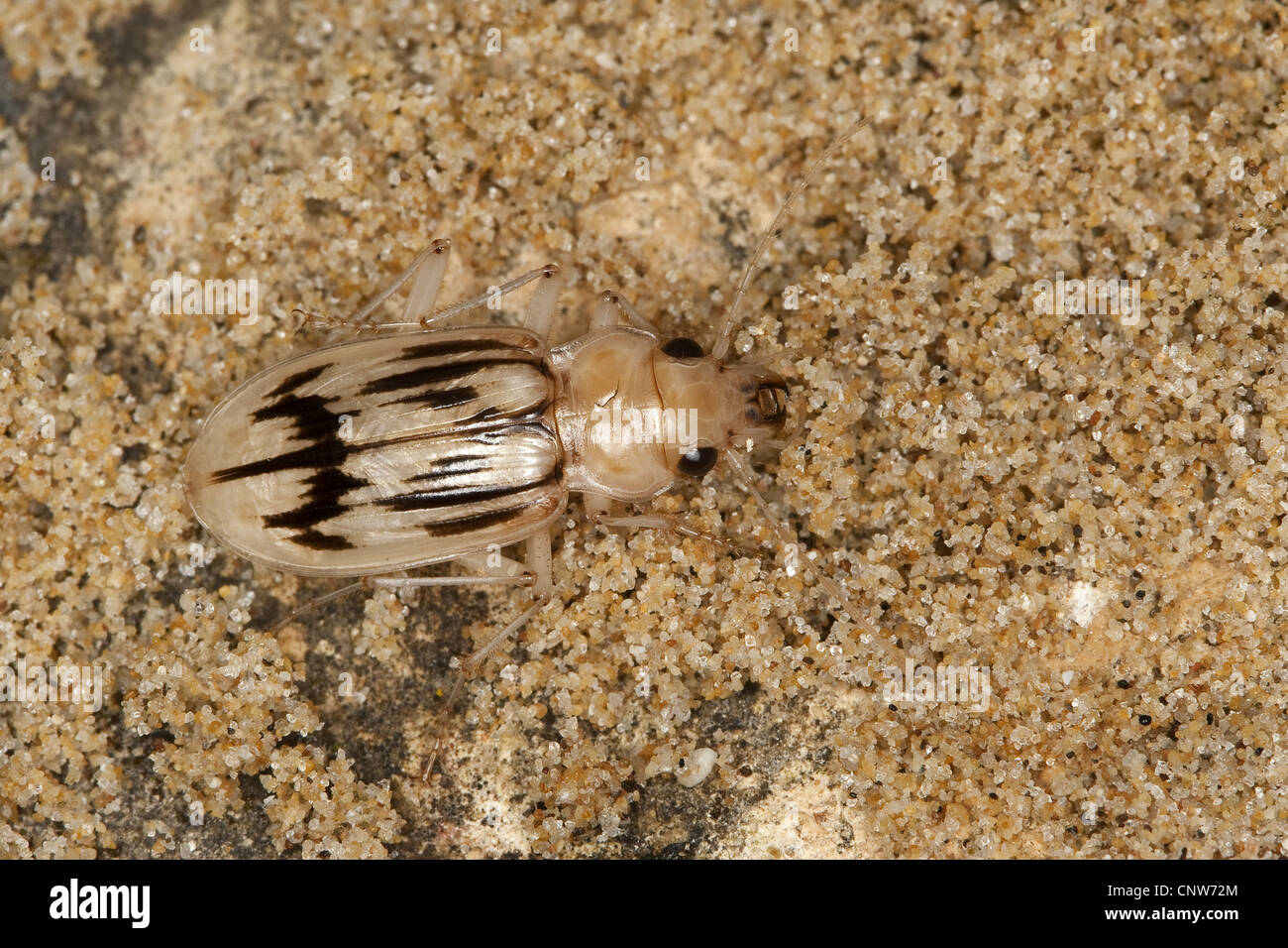 Spiaggia dalla pettinatrice beetle (Eurynebria complanata, Nebria complanata), dal di sopra, Italia, Sicilia Foto Stock