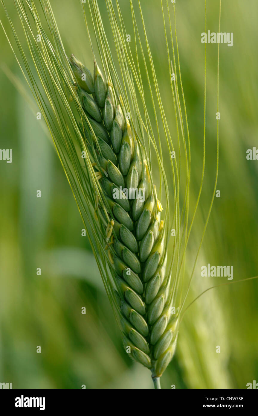 Coltivate Emmer (Triticum turgidum ssp. dicoccon, Triticum dicoccon), grano orecchio, in Germania, in Baviera Foto Stock