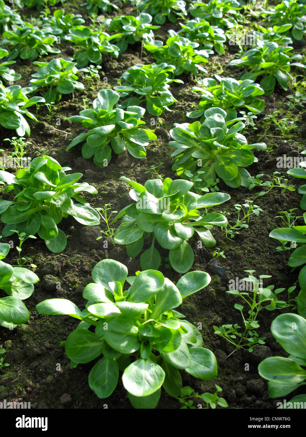 Cornsalad comune, la valeriana, europeo (cornsalad Valerianella locusta), patch di ortaggi in serra, Germania Foto Stock