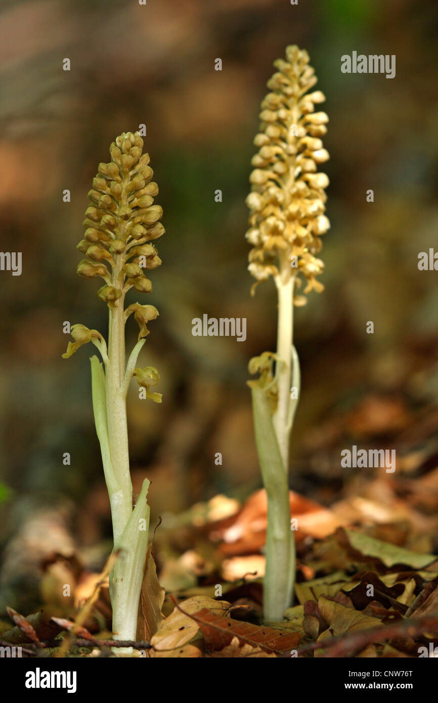 Bird's-nest orchid (Neottia nidus-avis), due individui di fioritura, GERMANIA Baden-Wuerttemberg Foto Stock