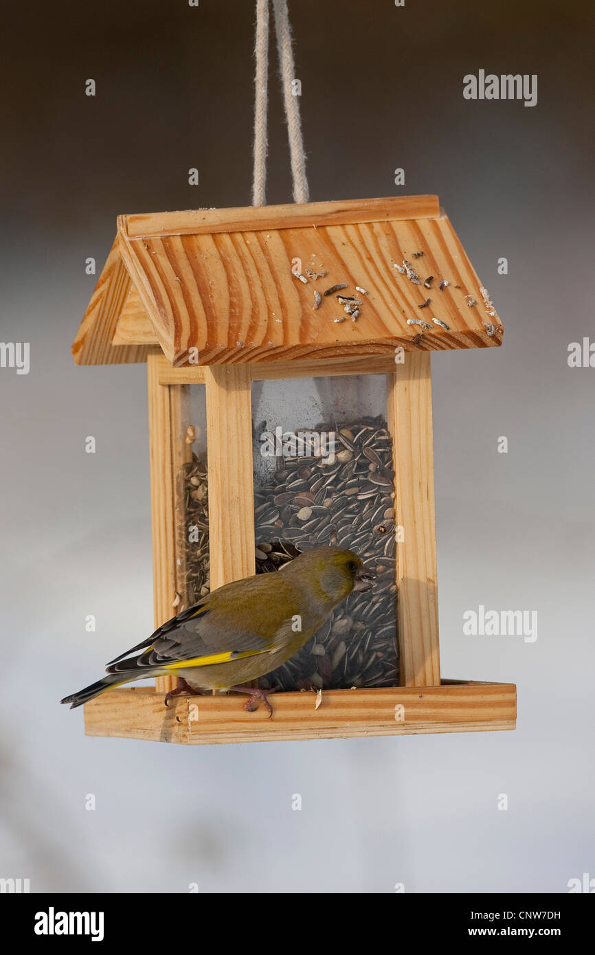 Western verdone (Carduelis chloris), alimentazione maschio onu di semi di girasole in corrispondenza di un sito di alimentazione, Germania Foto Stock