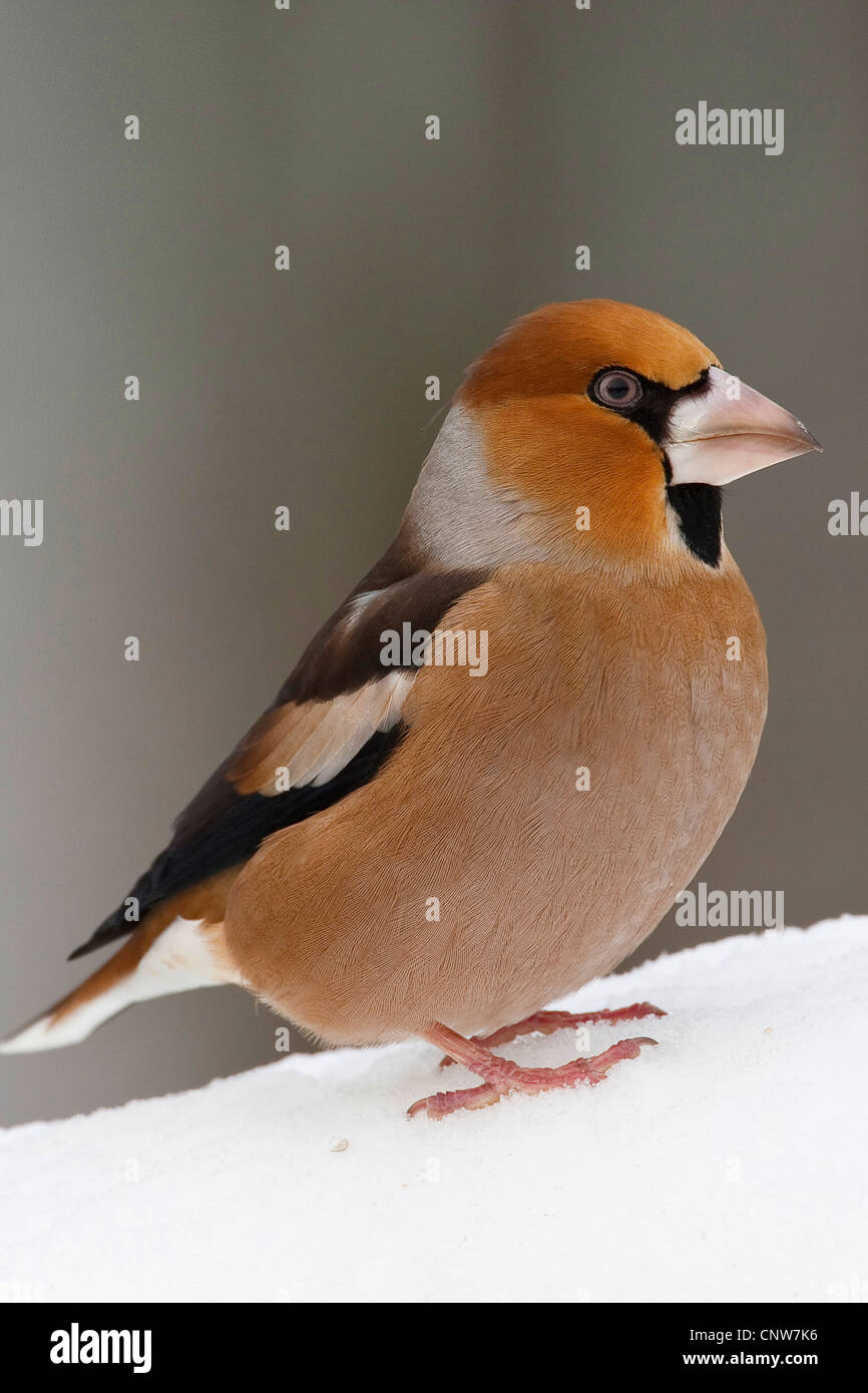 Hawfinch (Coccothraustes coccothraustes), seduto nella neve, Germania Foto Stock