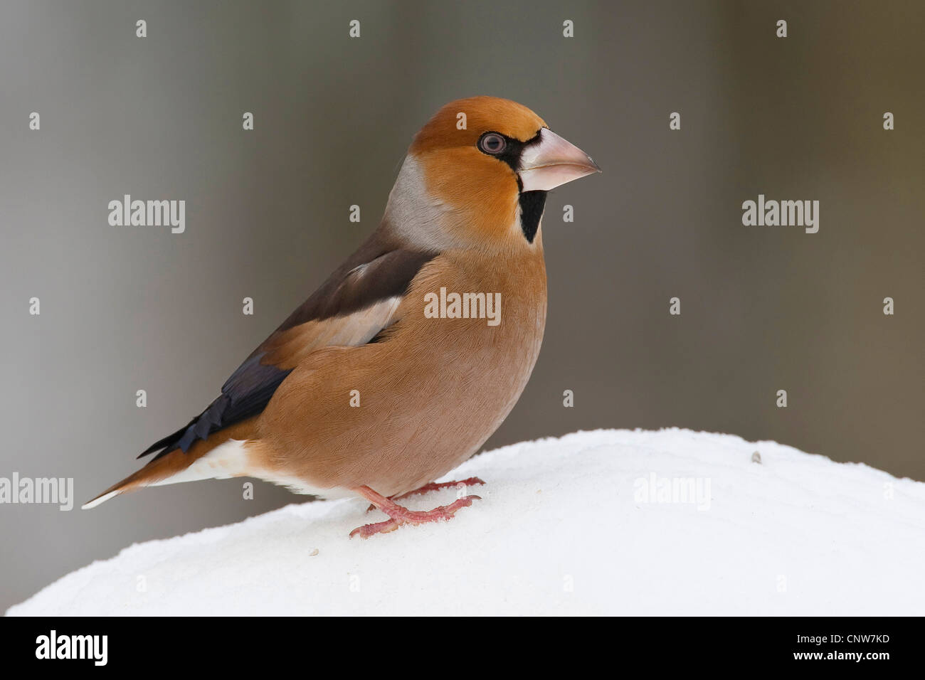 Hawfinch (Coccothraustes coccothraustes), seduto nella neve, Germania Foto Stock