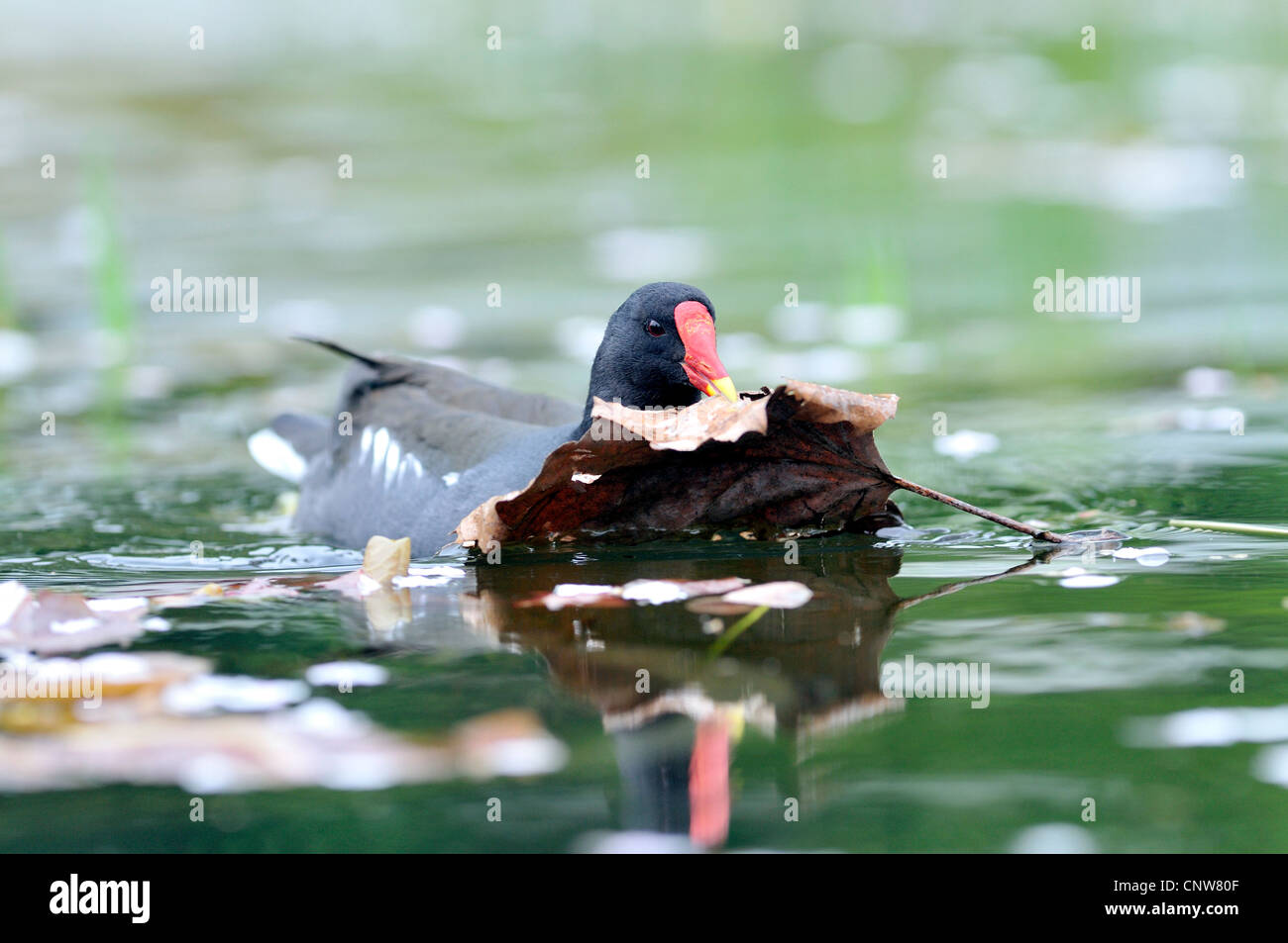 (Moorhen Gallinula chloropus), con materiale di nidificazione sull'acqua, Germania Foto Stock